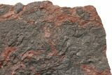 Silurian Fossil Crinoid (Scyphocrinites) Plate - Morocco #148859-1